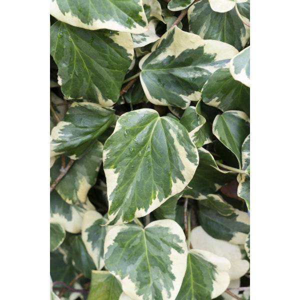 Pergola met Klimplant en Gaasdak | Vrijstaand - Rijpex